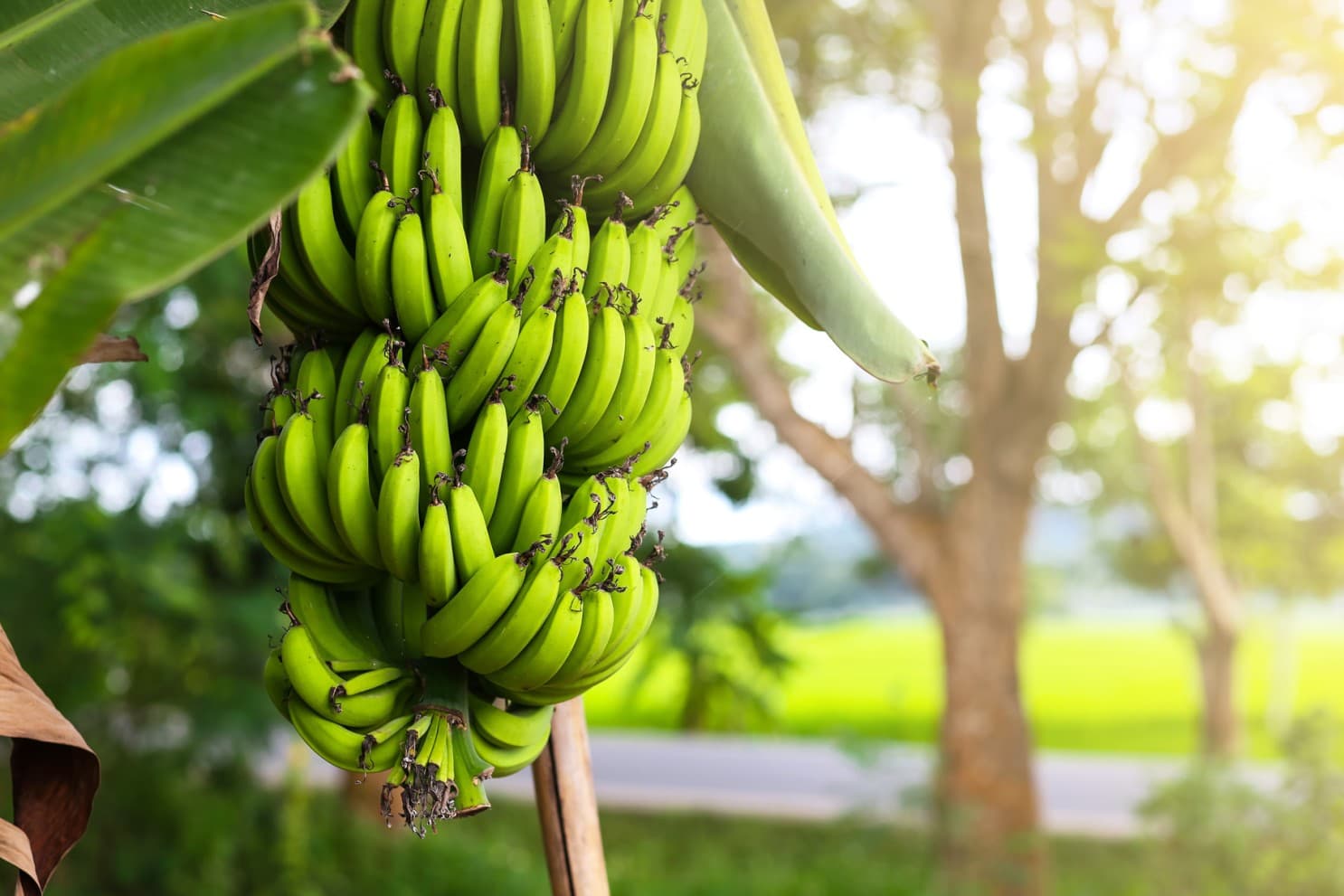 banana Grand 9(G9) thumbnail